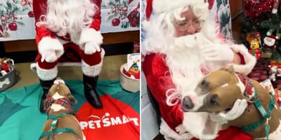 Pitbull Todd trifft den Weihnachtsmann