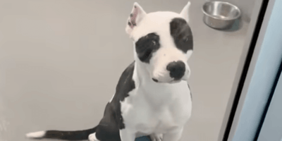 pitbull en una jaula de perrera