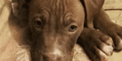 piutbull triste