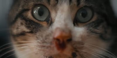 pixelon-gato-inadoptable-purina