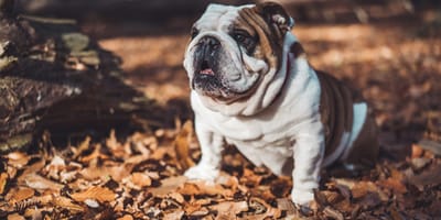 Platte snuiten en weinig lucht, deze hondenrassen lopen het meeste risico