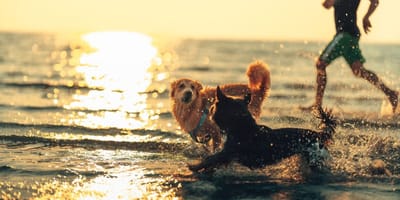 playas-para-perros-españa-2025