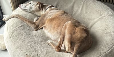 Podenco Josh doof blind en dement spoorloos in Domburg