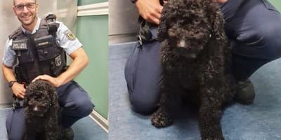 Poedel Goofy die alleen in s-bahn hamburg achterbleef