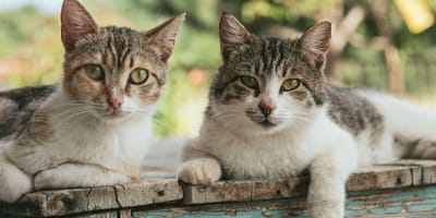Poems about cats: Tabby cats