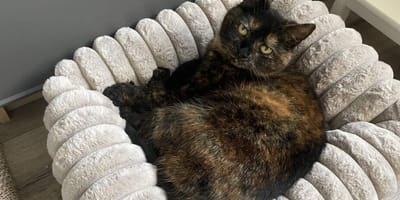 Poes Roos is na 5 jaar weer terecht en thuis