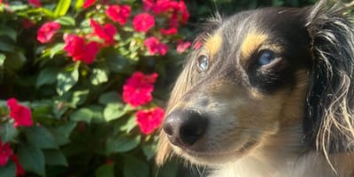 Poggy le chien