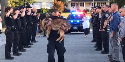 Un policier portant un chien K9