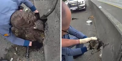 Policjanci ratują kociaka