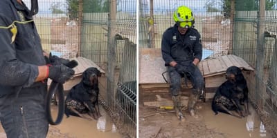 Polizist rettet Hunde aus illegaler Zucht