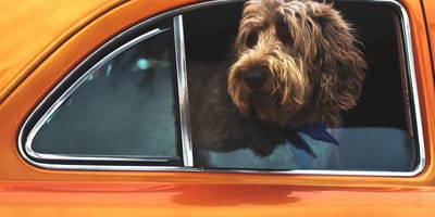 Politie in Horst haalt hond uit hete auto