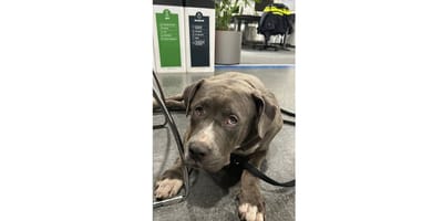 Politie vindt hond bij tankstation en is op zoek naar eigenaar