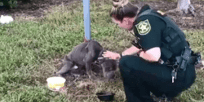 Police officer helps dog tied to post
