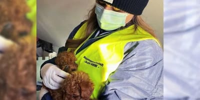 Agente di polizia con uno dei cuccioli salvati