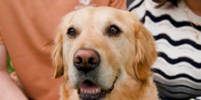 Polly, la chienne qui a sauvé son humain