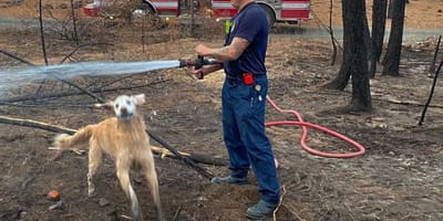 Pompiere e cane