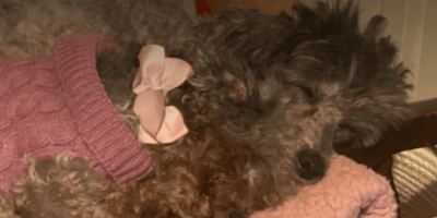 Poodles rescued in Epsom Downs