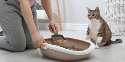 Poop Dash Pro trasforma i bisogni di cani e gatti in fertilizzante