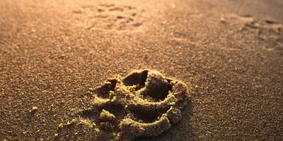 pootafdruk van je hond