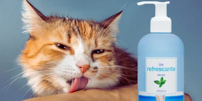por que a los gatos les gusta el mentol