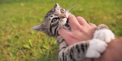 Por qué me lame mi gato y después me muerde
