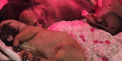 Cucciolata di cani