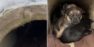 Porzucone szczenieta