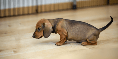 Potty training mistakes: Two puppies in grassy field