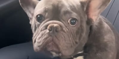 cane razza Bulldog francese grigio