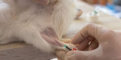 prise de sang vétérinaire