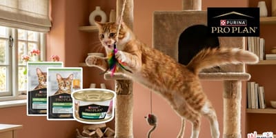PURINA® Pro Plan Sterilised