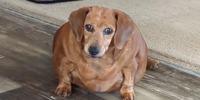 Perro salchicha sobrealimentado