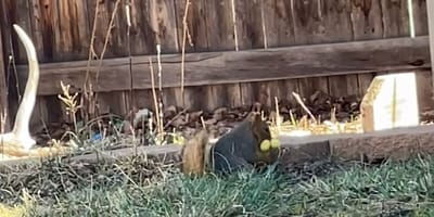 Przydomowy ogród i wiewiorka