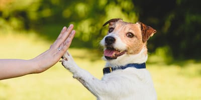Psinder i Purina rozdają wyprawki dla adoptowanych psów