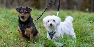 Puck en Sam zijn op zoek naar een nieuw thuis? Adopteer jij hen?