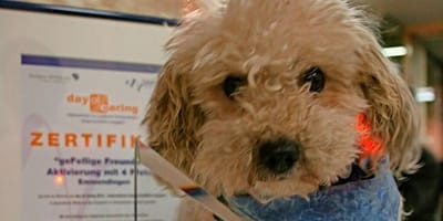 Poodle rescued from overheated car