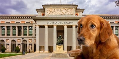 Pueden entrar perros en el Museo del Prado
