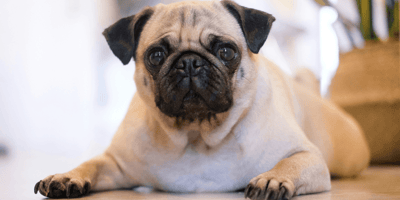 Pug lying down in living room