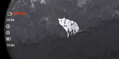 Puma-Sichtung bei München