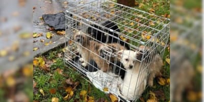 Puppies abandoned in crate