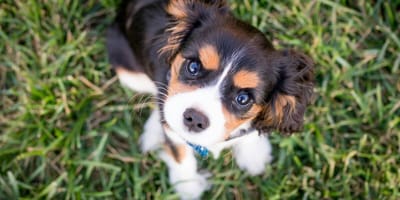 Puppy looking up at camera