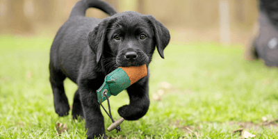 Puppy sitting on grass looking up