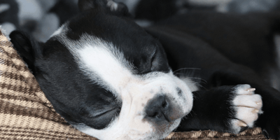 Puppy sleep schedule: how to get your puppy to sleep through the night: Boston Terrier puppy sleeping