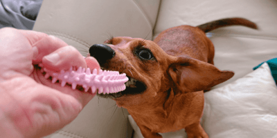 Puppy teething survival guide: how to save your furniture: Brown puppy chewing a toy