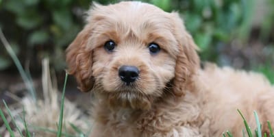 Puppy training first day: Puppy on grass
