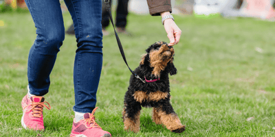 Puppy training routine: Labrador puppy trained in home