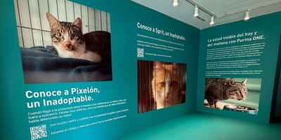 purina-espacio-inmersivo-madrid-adopcion-gatos