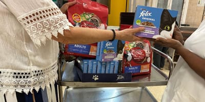 purina-españa-comida-para-perros-gatos-en-comedores-sociales-de-madrid