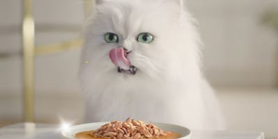 purina-gourmet-perle-para-gatos
