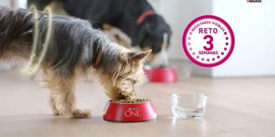 purina-one-perros